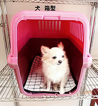わんちゃん